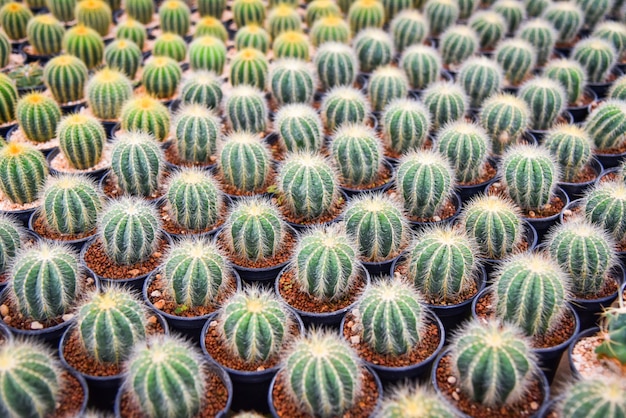 Cactus en macetas en el vivero de jardín cactus granja agricultura invernadero