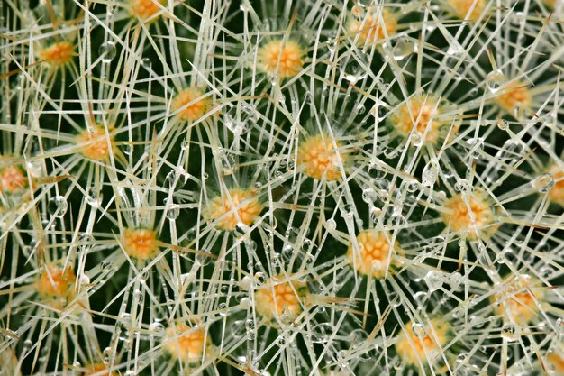 Cactus macro de fondo con gotas de agua