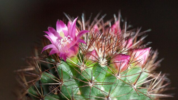 Foto el cactus mamillaria comienza a florecer