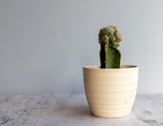 Cactus mammillaria adornado en una maceta de cerámica blanca