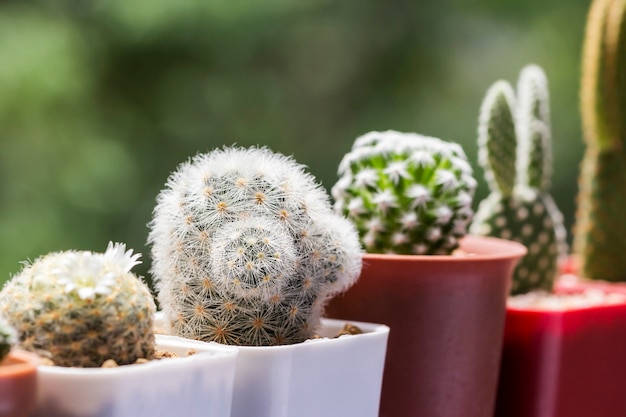 Foto cactus mammillaria carmenae em pote