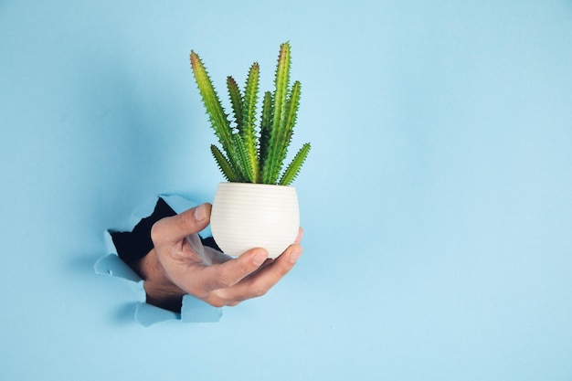 Un cactus de mano de hombre sobre fondo azul.