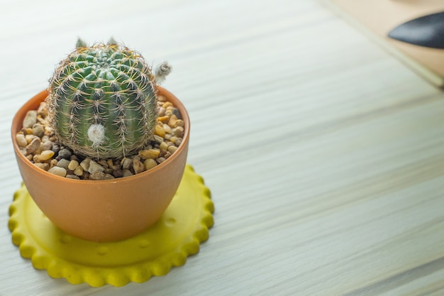 Foto el cactus en la mesa de madera blanca