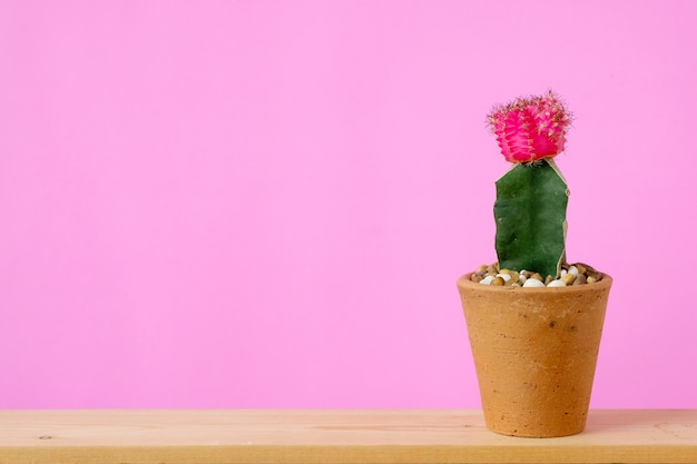 Cactus en la mesa de madera y fondo rosa con espacio de copia