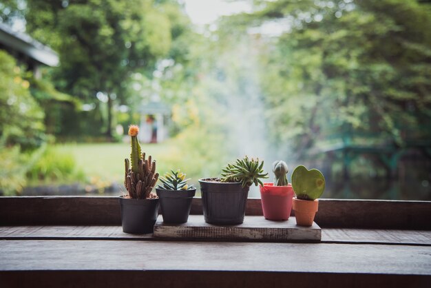 Cactus en la mesa de madera con fondo verde