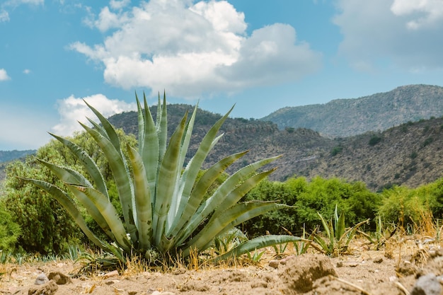 Cactus en México para fondo de pantalla o fondo