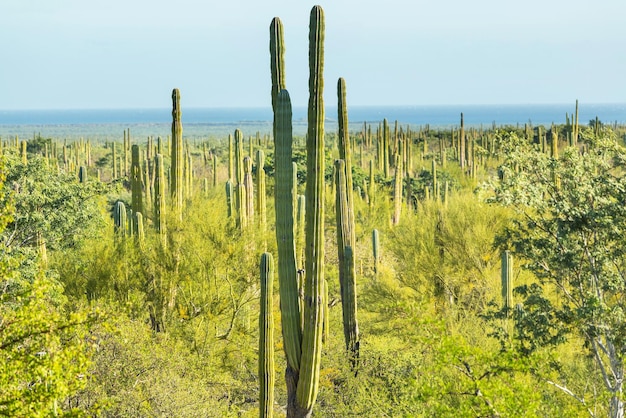 cactus en mexico
