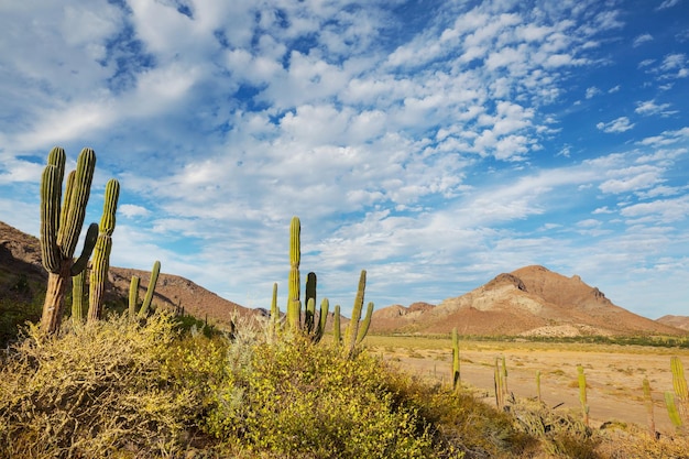 Los cactus en México