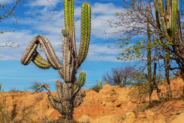 Foto los cactus en méxico