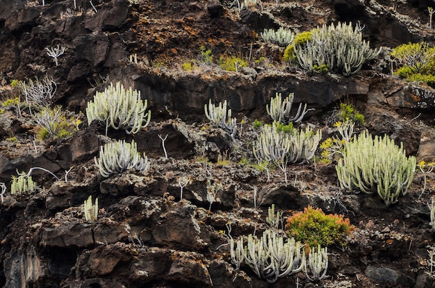 Cactus en la montaña volcánica basáltica
