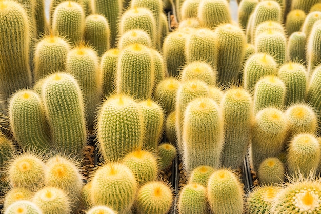 Cactus muchas variantes en la maceta para plantar dispuestas en filas selectas y enfoque suave.