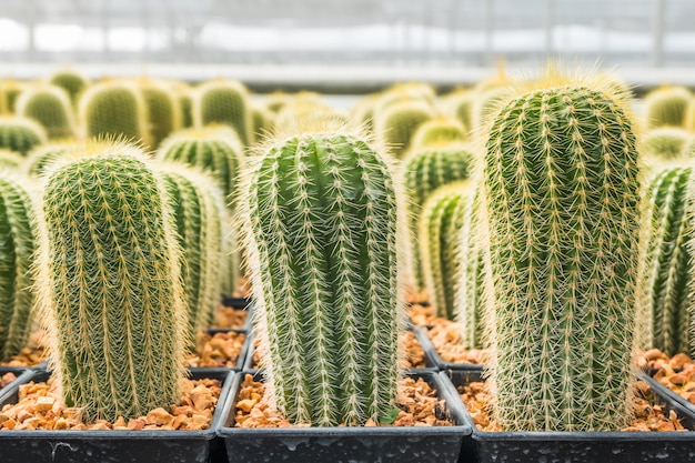 Cactus muchas variantes en la maceta para plantar dispuestas en filas selectas y enfoque suave.