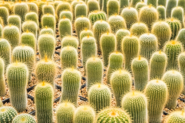 Cactus muchas variantes en la maceta para plantar dispuestas en filas selectas y enfoque suave.