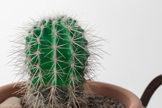 cactus na panela em cima da mesa