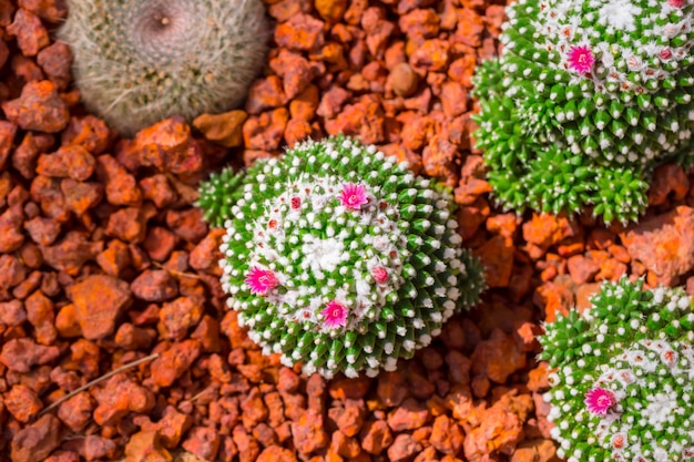 Cactus en la naturaleza del desierto con planta de espina afilada flor en tierra árida de roca roja