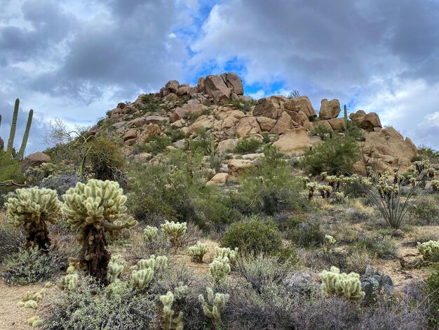 Cactus no deserto de montanha seca do Arizona Estados Unidos