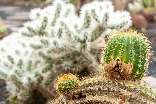 Cactus no jardim botânico do Funchal na Ilha da Madeira