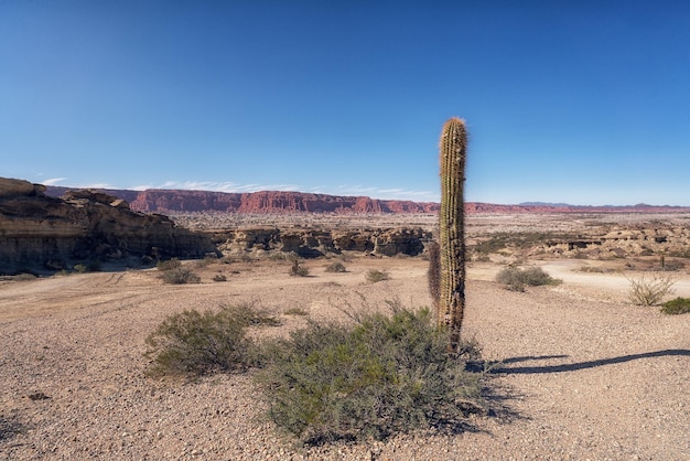 Foto cactus no parque nacional de talampaya