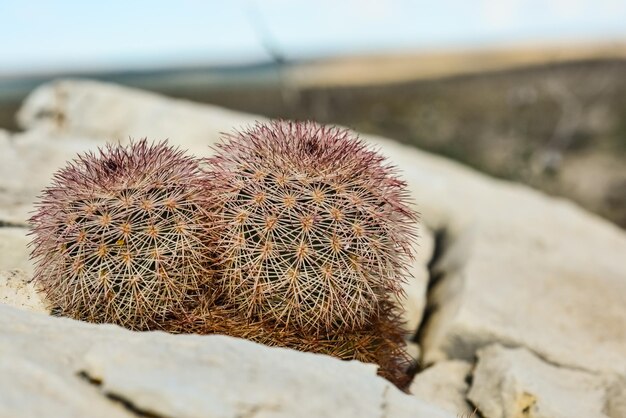 Cactus Nuevo México Echinocereus pectinatus rubispinus Rainbow Hedgehog Cactus en un desierto rocoso en Nuevo México, EE.UU.