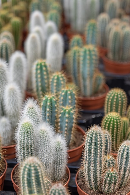 Cactus o cactus de diferentes tipos en macetas.