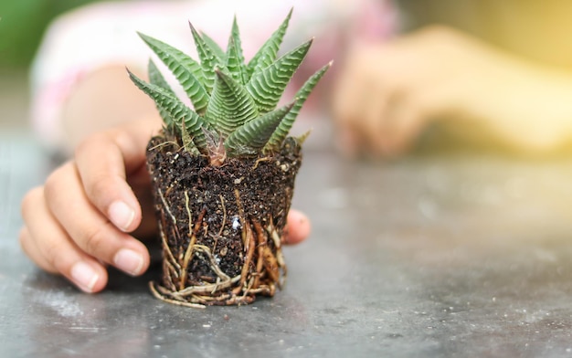 Cactus o Haworthia con raíces con mano sujetando para cuidar las plantas