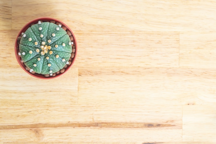 Foto cactus o suculentas en la olla en el fondo de la mesa de oficina de madera
