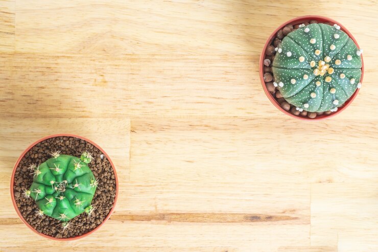 Foto cactus o suculentas en la olla en el fondo de la mesa de oficina de madera