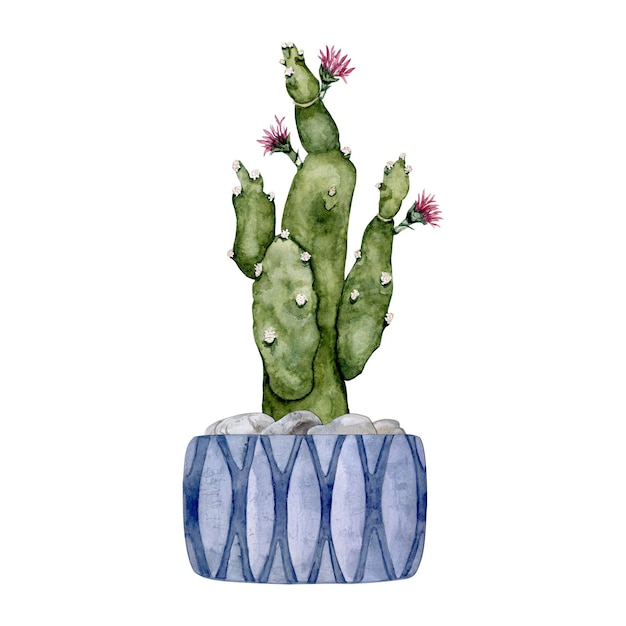 Cactus en una olla de arcilla azul Floreciente pera espinosa Planta de hogar Ilustración en acuarela de alta calidad