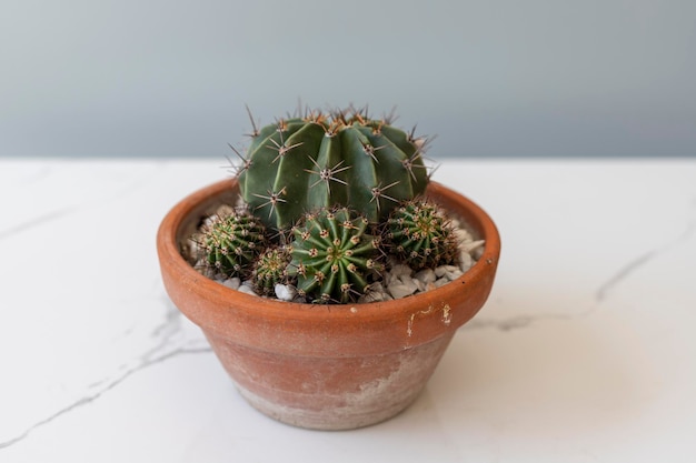 Cactus en una olla de barro marrón