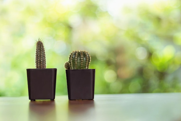 Cactus en una olla colocada sobre el fondo natural de la mesa