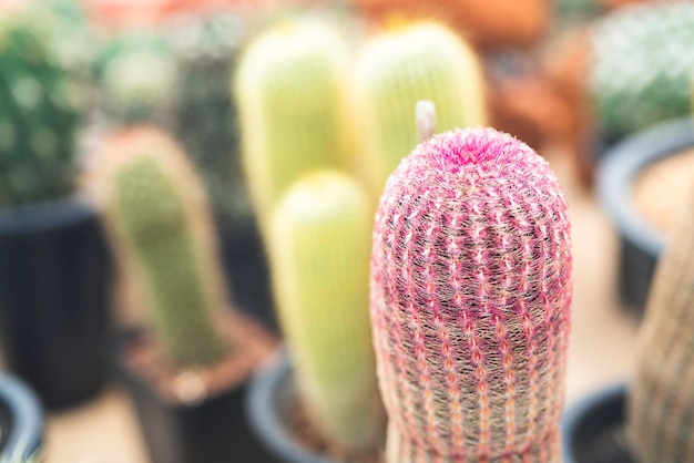 Cactus en la olla en la granja del jardín de cactus