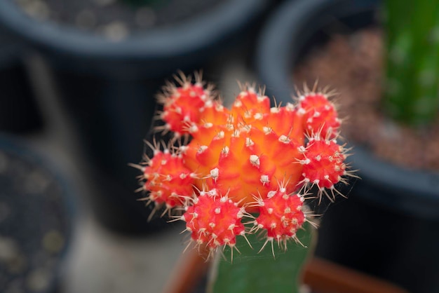 Cactus en la olla en la granja del jardín de cactus