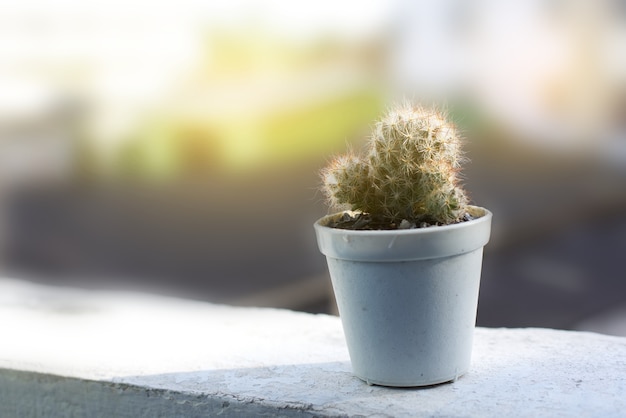 Cactus en una olla con luz suave.