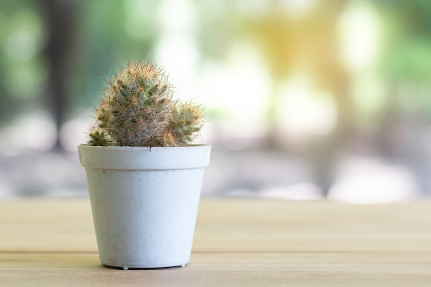 Cactus en una olla con luz suave.