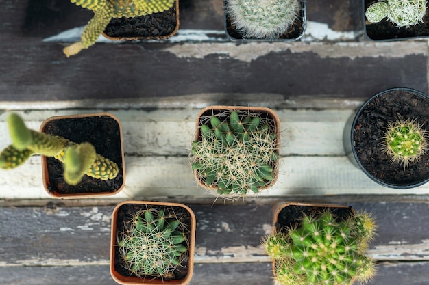 Cactus en una olla pequeña sobre una mesa de madera