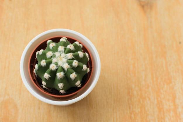 Cactus en una olla sobre un fondo de madera. Concepto de minimalismo