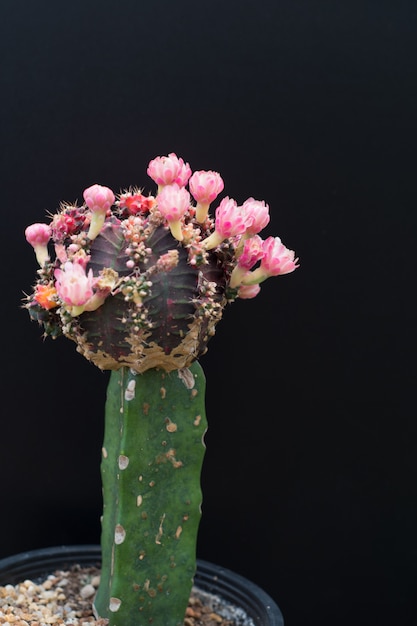 Cactus en una olla sobre fondo de pizarra, planta suculenta