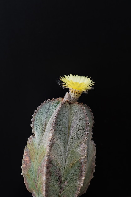 Foto cactus en una olla sobre fondo de pizarra, planta suculenta