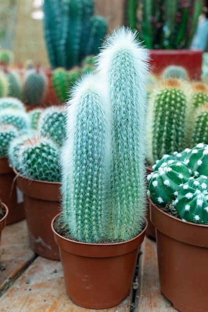 cactus en la olla sobre mesa de madera, cactus en la olla