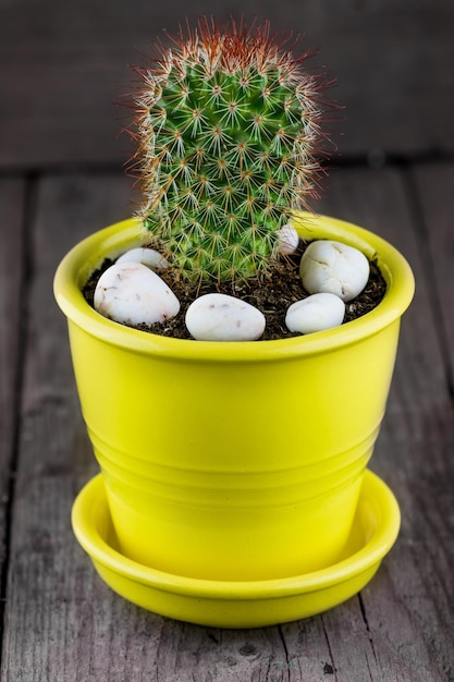 Cactus en una olla