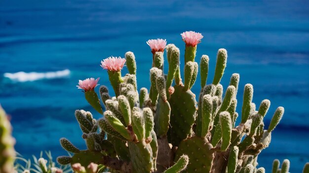 Cactus opuntia con flores sobre el fondo azul del mar