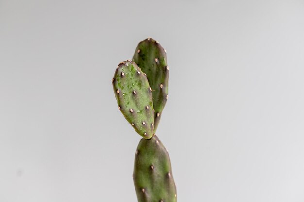 Foto cactus opuntia con fondo aislado