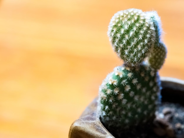 Foto cactus opuntia leucotricha planta con espinas cerrar