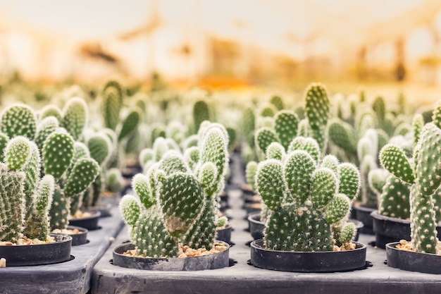 Cactus Opuntia microdasys No berçário Morning light