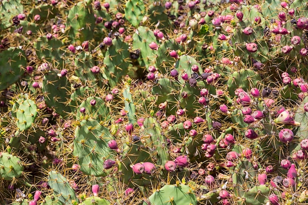 Cactus opuntia