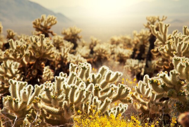 Cactus y otras plantas