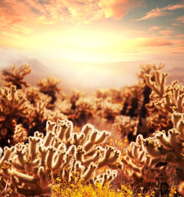 Cactus y otras plantas