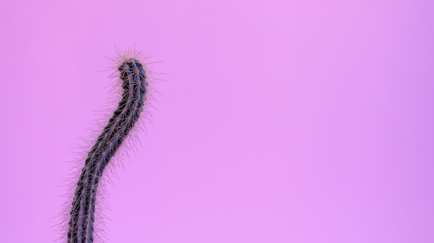 Cactus de palo con curvas sobre fondo rosa