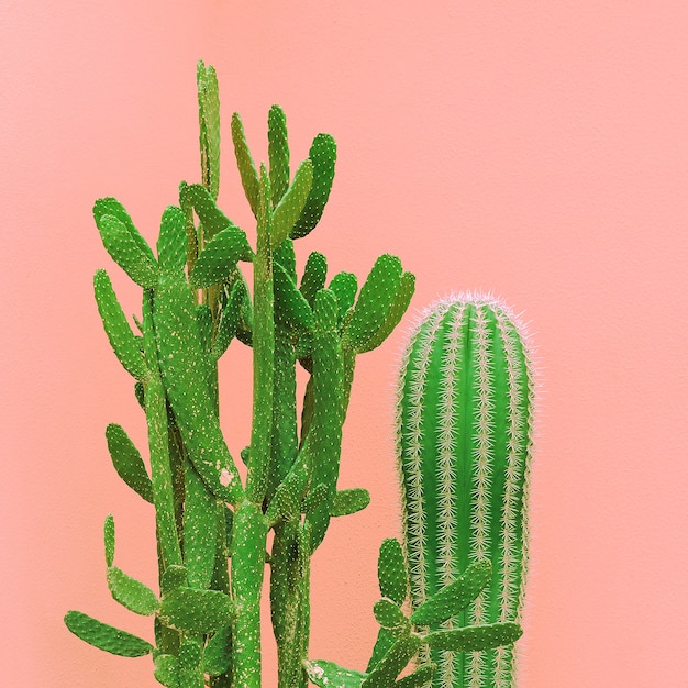 Cactus en la pared rosa. Plantas en idea de moda rosa.