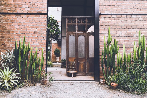 Foto cactus con pared